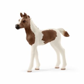 POTRO PINTO RABE (CABALLO)