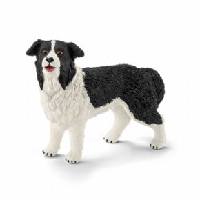 BORDER COLLIE