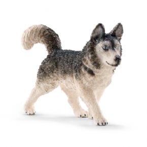  Cachorro de San Bernardo 