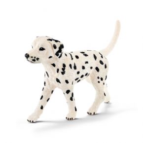 DALMATA MACHO